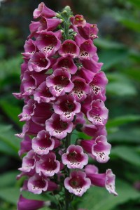 104528 9674 Foxglove (Digitalis purpurea) close up of flower