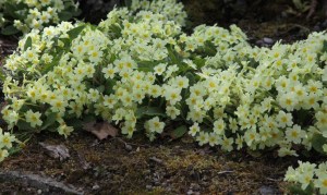 130618 0637 Primula vulgaris Primrose plants in flower