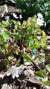 Anemonella thalictroides (2)