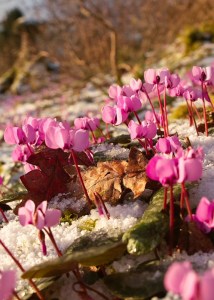 Cyclamen coum 2
