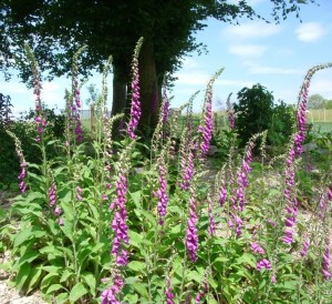 digitalis purpurea