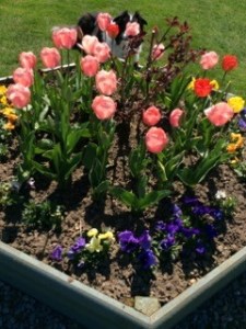Margarets tulips (2)
