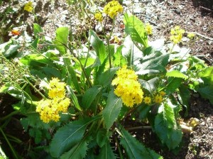 Microseris ringens girandole