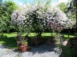 SAMSUNG CAMERA PICTURES