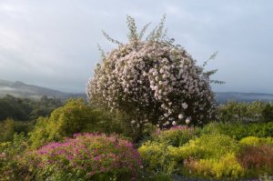 Paul's Himalayan Musk