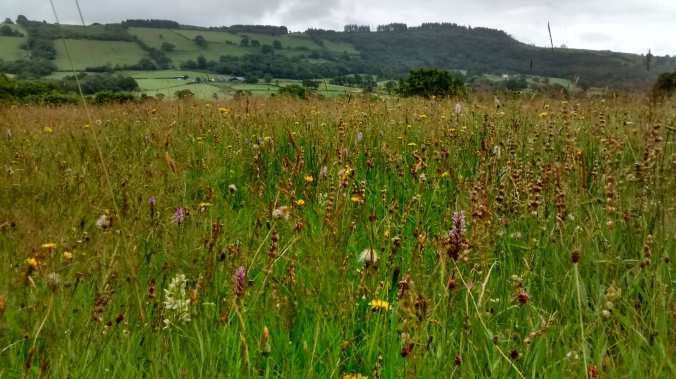 Cwmdu Meadow