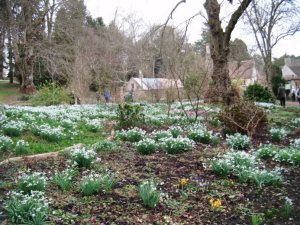 Snowdrops Colesbourne 1