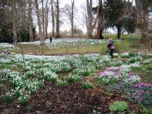 Snowdrops Colesbourne 2