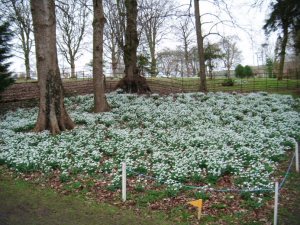 Snowdrops Colesbourne 3