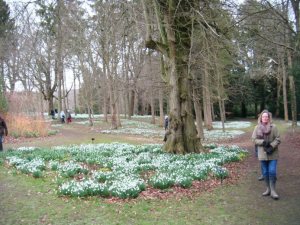 Snowdrops Colesbourne 4