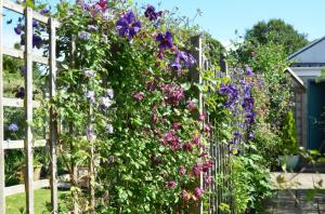 Keith Treadaway Clematis