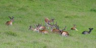 dinefwr_park_deer_original