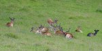 dinefwr_park_deer_original