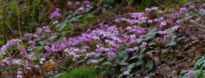 cyclamen-coum-p1030362-2