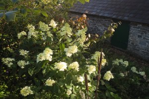 hydrangea-paniculata-grandiflora