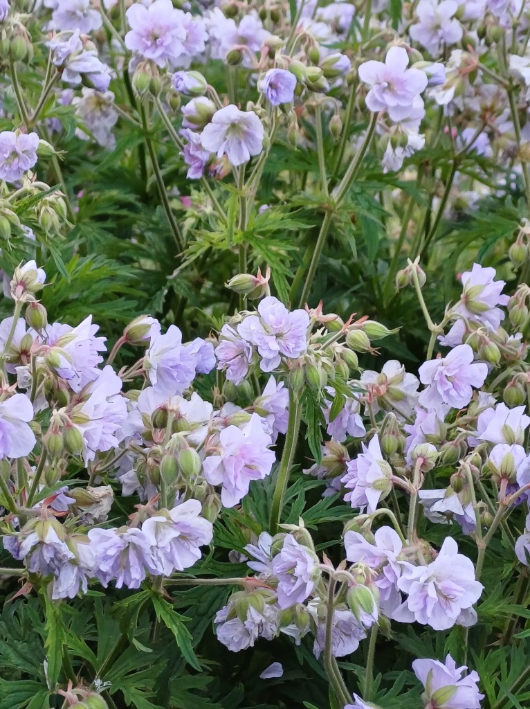 Geranium 'Cloud Nine'