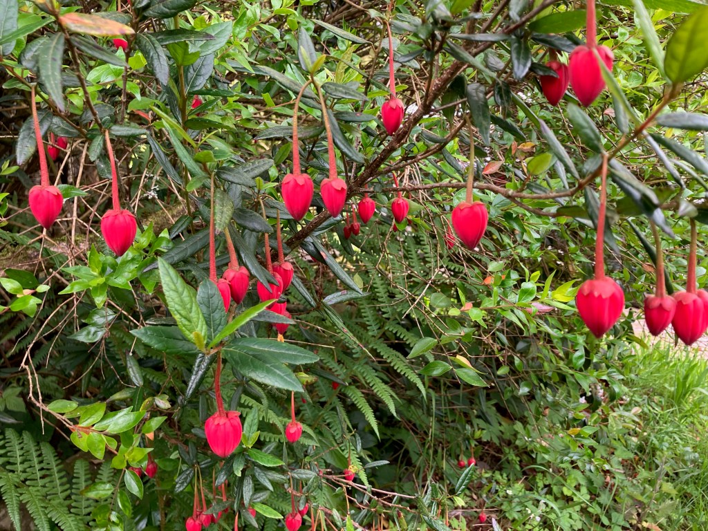 Crinodendron hookerianum