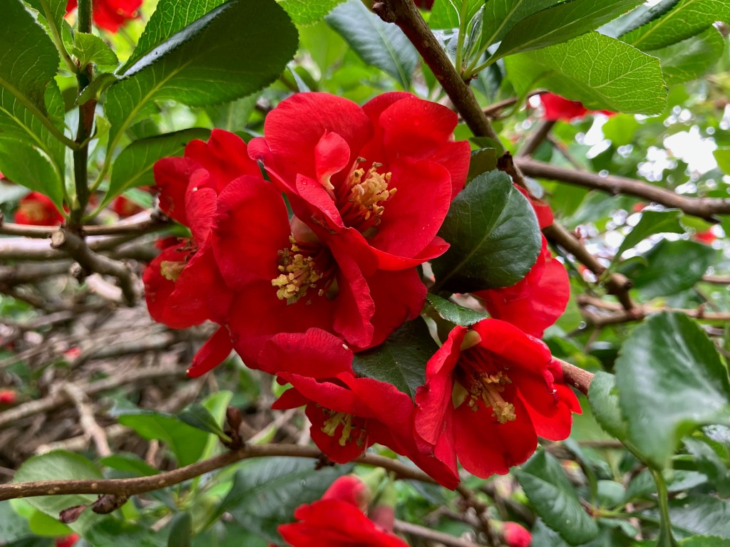 Chaenomeles x superba 'Rowallane'