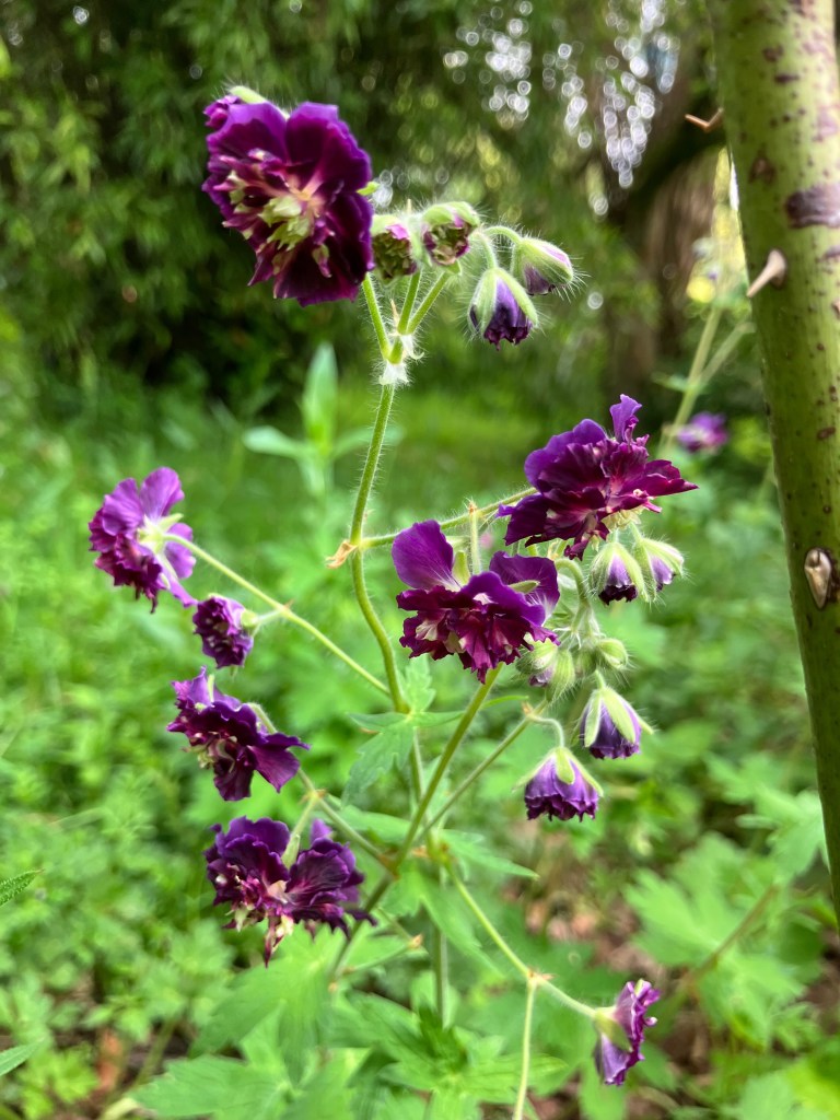 Geranium phaeum