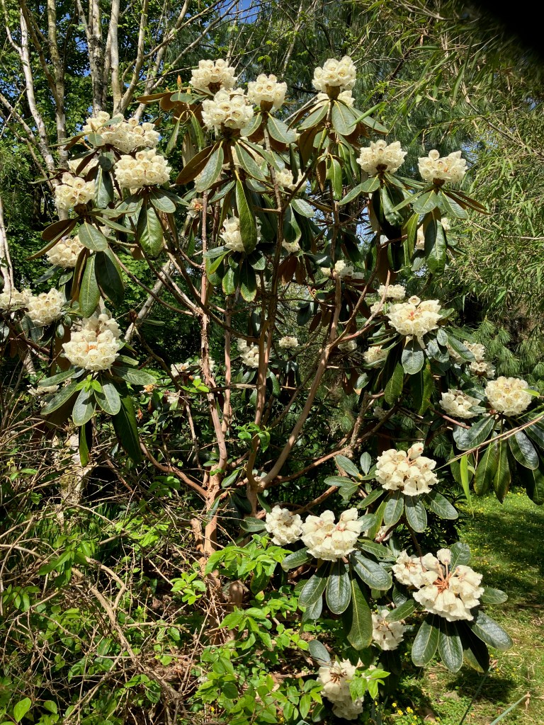 Rhododendron falconeri