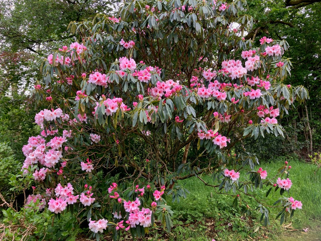 Rhododendron 'Southern Cross'